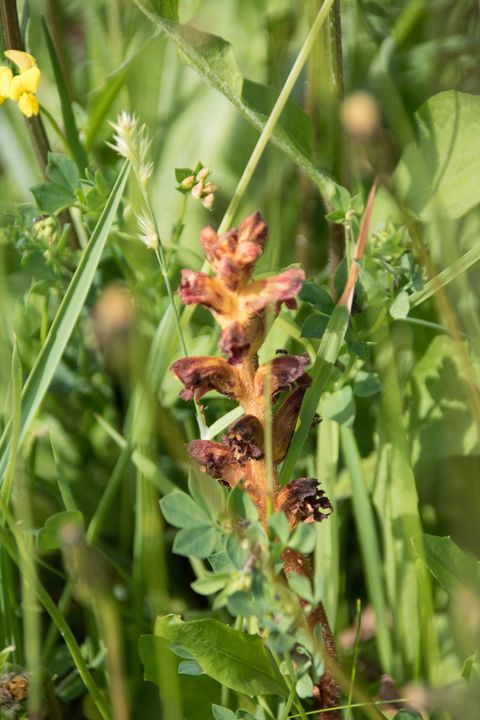 Sommerwurz