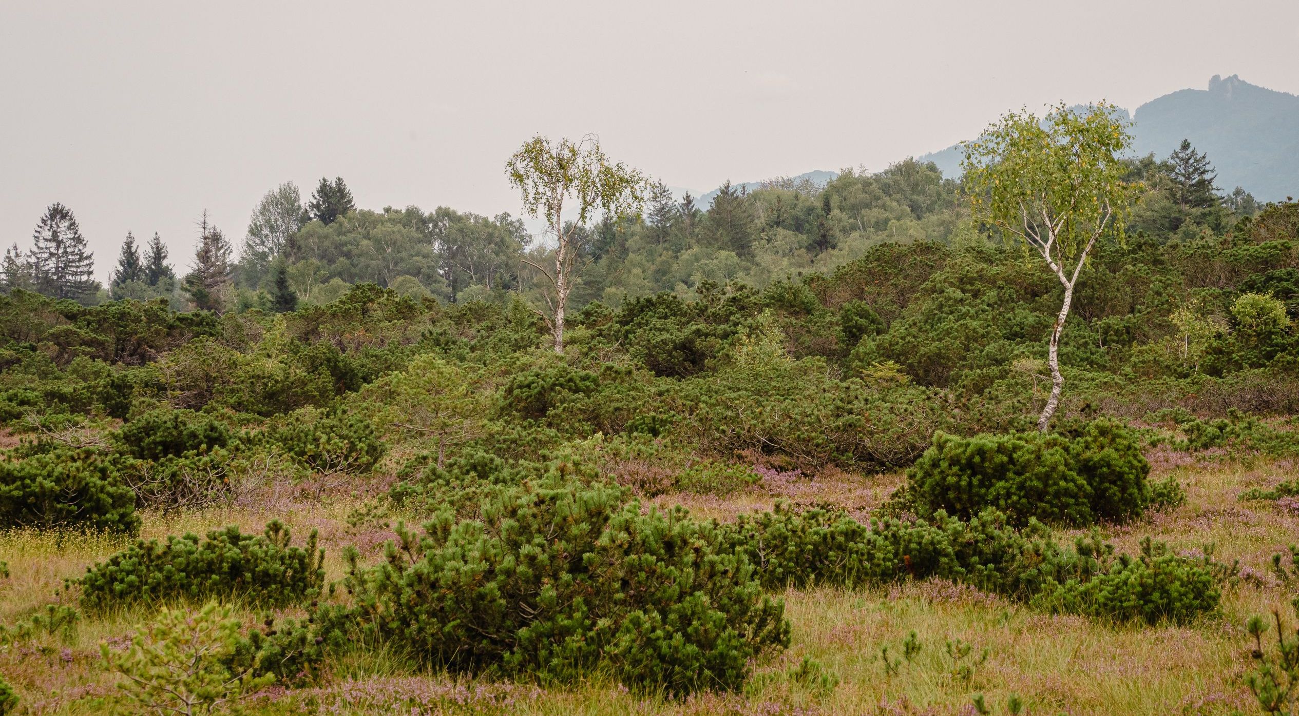 Moorlandschaft