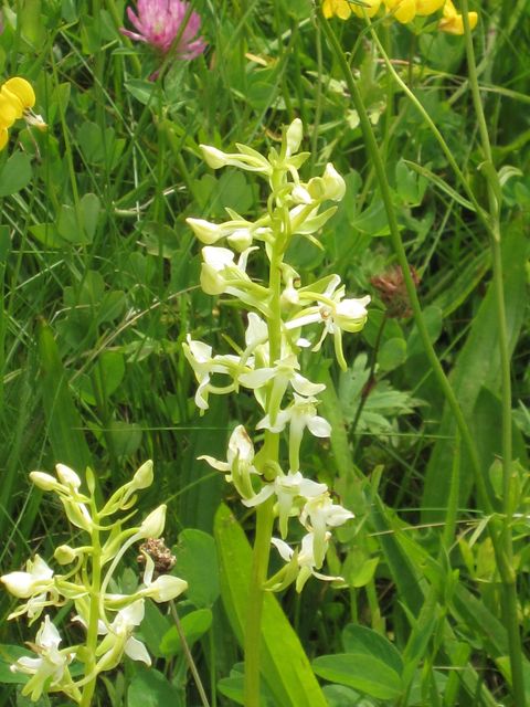 Waldhyazinthe